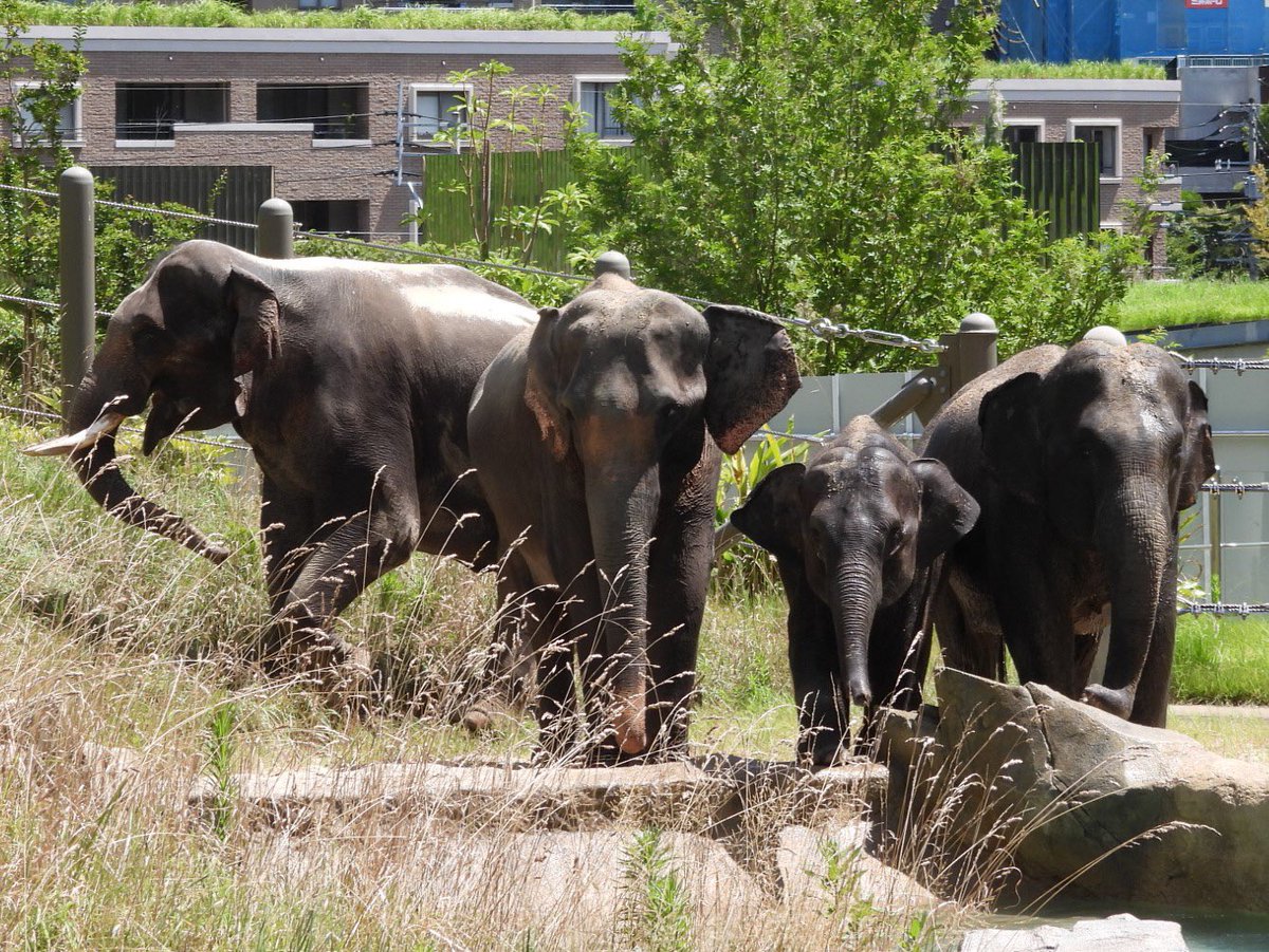 fukuokazoo's tweet photo. アジアゾウ4頭が到着しました！
新しく福岡市動物園に加わった仲間を
これから末長く
みなさまに親しんでいただけると
嬉しいです☺️
ゾウたちの成長を一緒に
あたたかく見守ってください。
https://t.co/CwBmDRKYeS https://t.co/i1Qud476o4