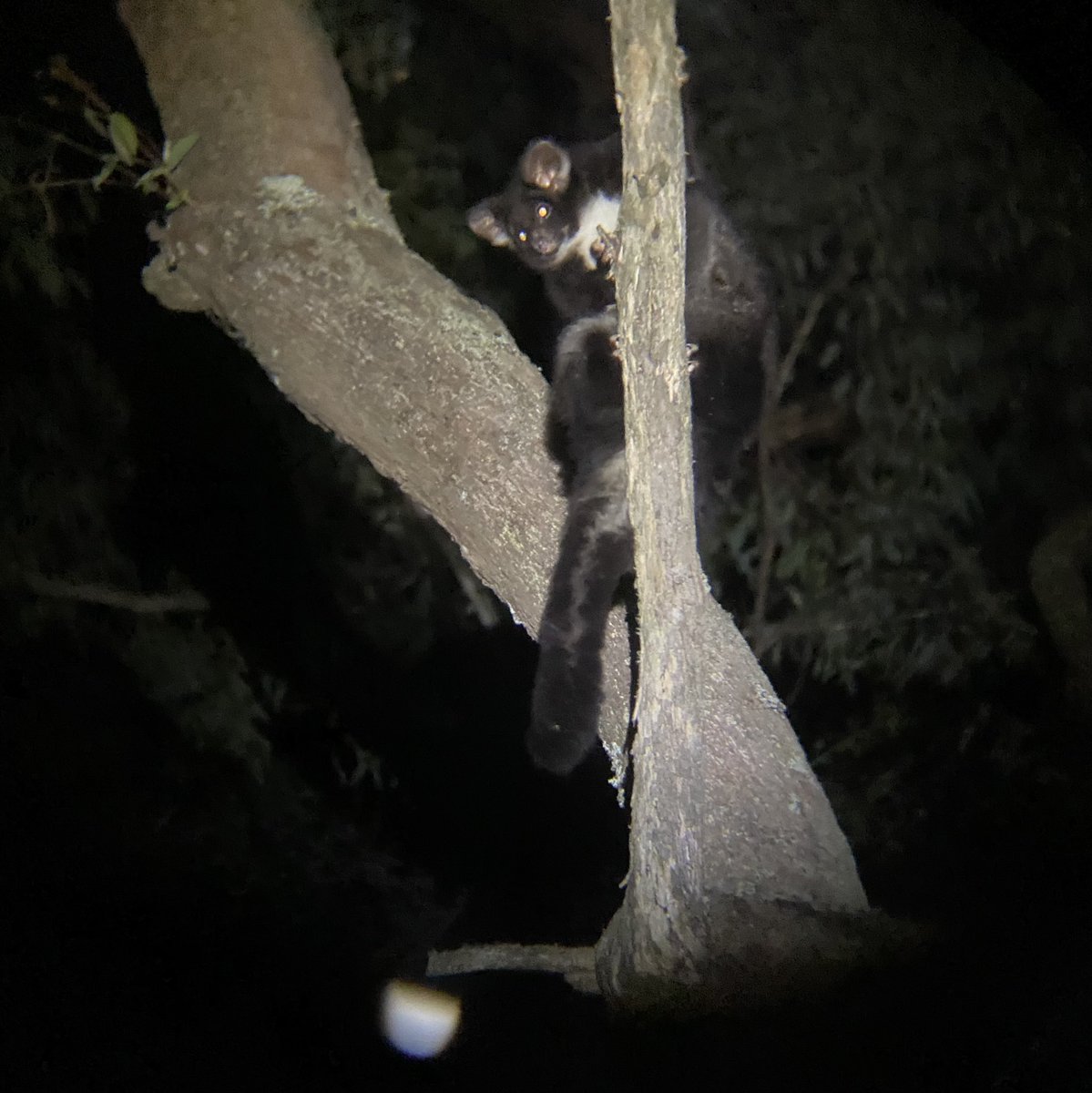 New publication on the influence of #fire severity on #GreaterGliders in Woomargama National Park! 🔦🐻

A huge thank you to everyone involved, to all the co-authors and particularly @BiodiversityGuy as my primary supervisor! 

publish.csiro.au/wr/pdf/WR23129