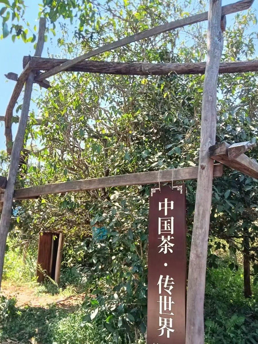 gowiden's tweet photo. The fragrance of orchids is the standard, and the fragrance of the wild fruits is a gift.

Top-notch, 2024 Spring #XiGui ancient tree #rawPuerh 🌱🍃 🍵 Feel free to taste and order! #AncientTreeTea 🌐✈️ https://t.co/Oxpk6TNNpr