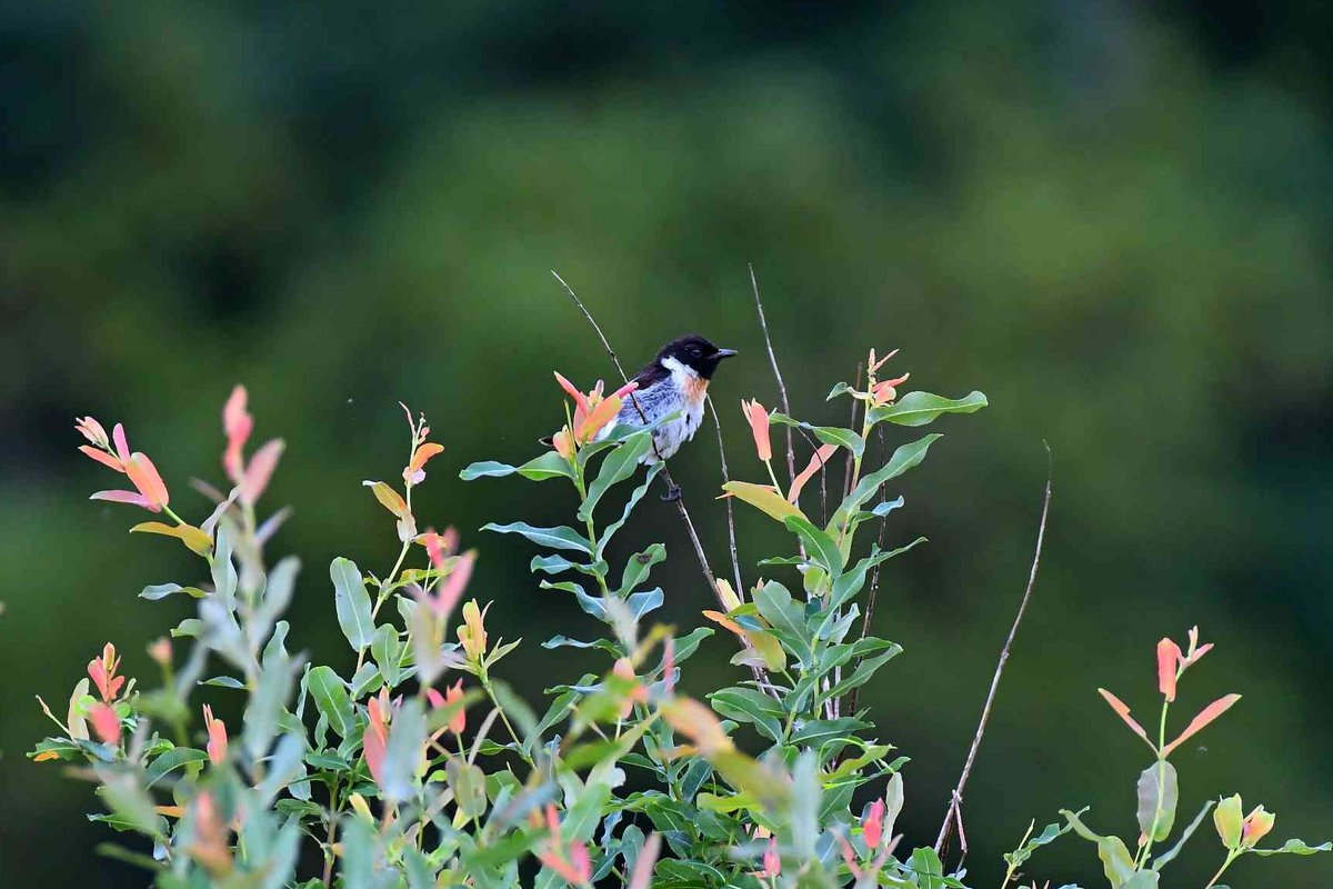 農道を走ると野鳥が次から次へと飛び出してきて😀
巣立ったばかりの若鳥が目立ちました　＃野鳥