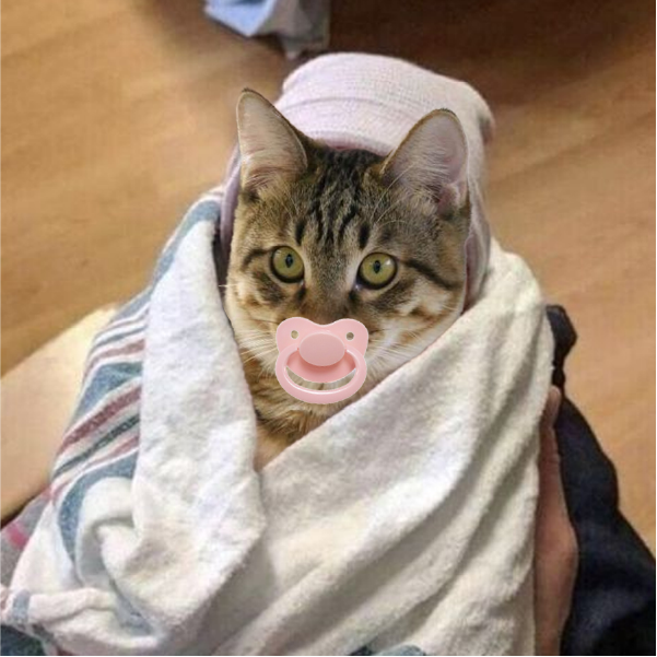 BabyGinnan's tweet photo. 😺A golden opportunity for investors! BGINNAN - the new currency for cat lovers and cryptocurrency enthusiasts. Join now to not be left behind! 🚀
#BabyGinnan
#BGINNAN
#CryptoCats
#MemeCoin https://t.co/WsW7ydW7EV