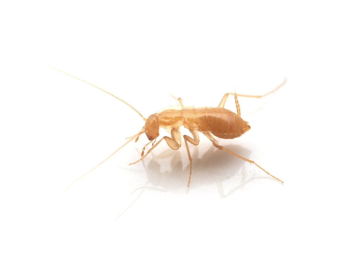 ミヤコホラアナゴキブリ Nocticola uenoi miyakoensis Asahina, 1974