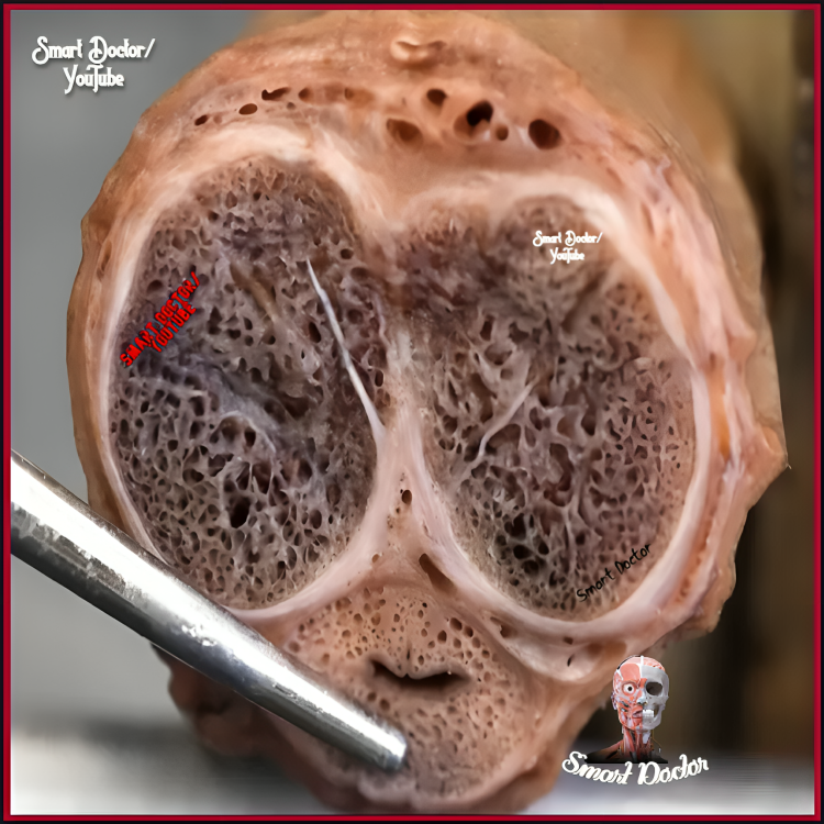 Smart_Doctor1's tweet photo. Here is a cross-section of the penis. You can see the corpus cavernosum, the corpus spongiosum, and the urethra. https://t.co/isih8xp31Z