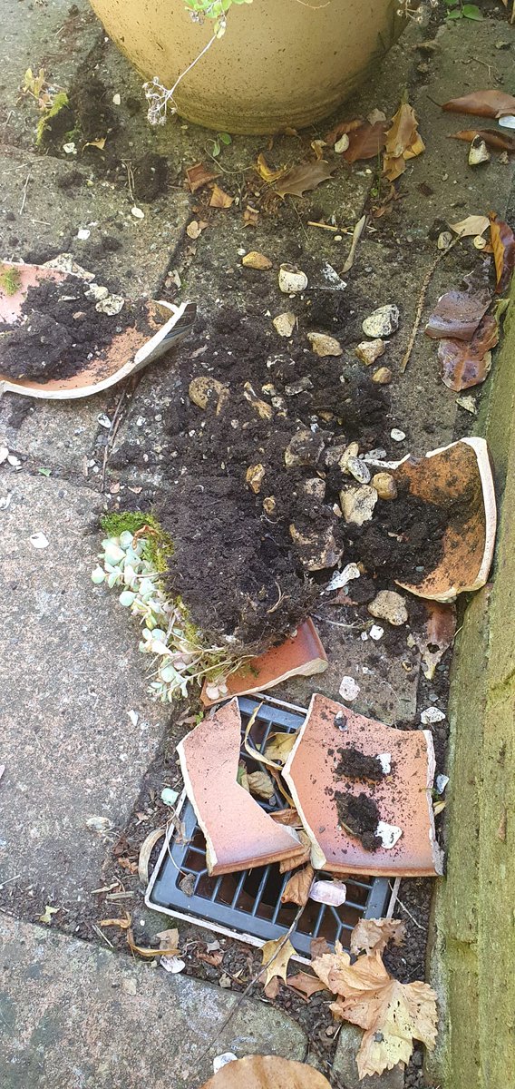 The local foxes have been having a smashing time 😬😬😬