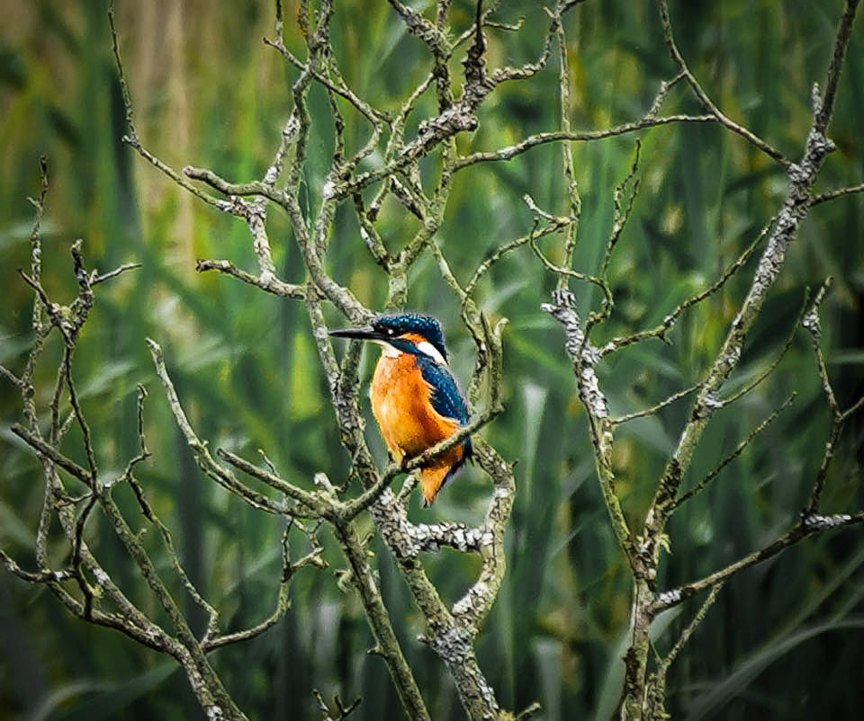 nadski65's tweet photo. Have a great Wednesday everyone. 🧡🧡🧡
#nature #NaturePhotography #kingfisher #Northumberland #photographer #Gosforth #wildlife #birds #birdwacthing #nikon #nikoncreators #nikonphotography https://t.co/0FR1Ny2jbQ