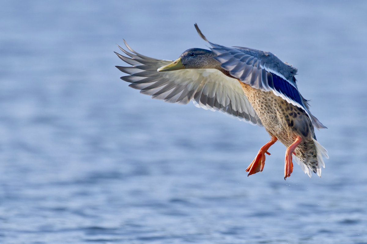 Duck!

@E17Wetlands @WildLondon <a href="/Team4Nature/">Team4Nature</a> <a href="/NatureUK/">NatureUK</a> <a href="/Natures_Voice/">RSPB</a> <a href="/LeeValleyPark/">Lee Valley Park</a>