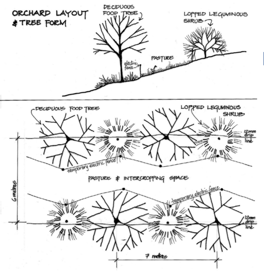 permapprentice's tweet image. Orchard Layout and tree form at Melliodora via David Holmgren

A classic example of a permaculture orchard. Fruit trees with nitrogen-fixing trees in between, and pasture between the rows. 

Notice the irrigation line - David doesn’t employ swales!