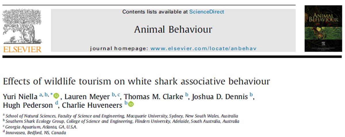 Do white sharks become conditioned or make associations with cage-diving boats?
Answer: NO

We tracked &gt;70 sharks for 4 years and observed an opposite response: habituation, where white sharks response to the boats decreased over time
tinyurl.com/3rtd7tk8 led by <a href="/Yuri_Niella/">Dr Yuri Niella</a>