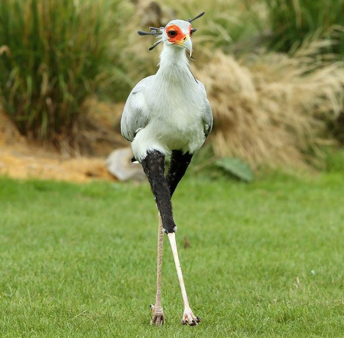 Axaxia88's tweet image. 🐦We all dream of having such long legs. This cute bird is Secretary bird 

#birds #birdwatching #photograghy #BirdsOfTwitter