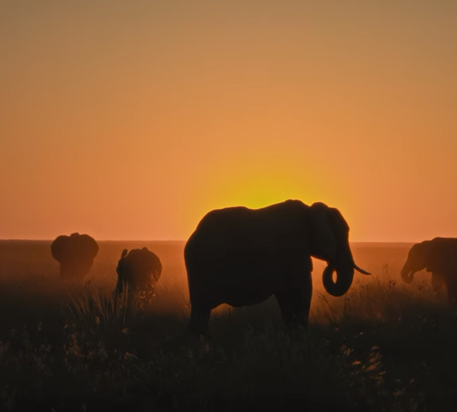 jrnyww's tweet photo. Botswana is such a gem and still there are new areas opening up with awesome wildlife and experiences! Wilderness have some beautiful properties.

https://t.co/EyIhIjdgrQ #africa #wildlife #animals #africanwildlife #journeysworldwide #travel #adventure #explore https://t.co/KjJi6kRrMr