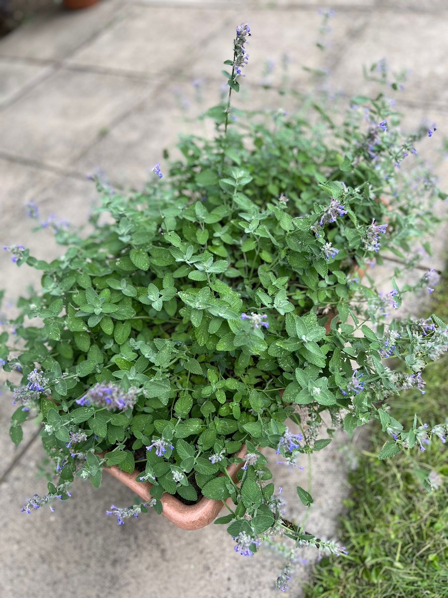 ActuallyHaringey Plants are blooming nicely 👌 
Thanks to Adam, Prince, Luke, Luca &amp; Anthony for your hard work and dedication.
Gardening Project
#lovegardens #haringeycouncil #autismawareness #ActuallyHaringey #bloomingflowers
