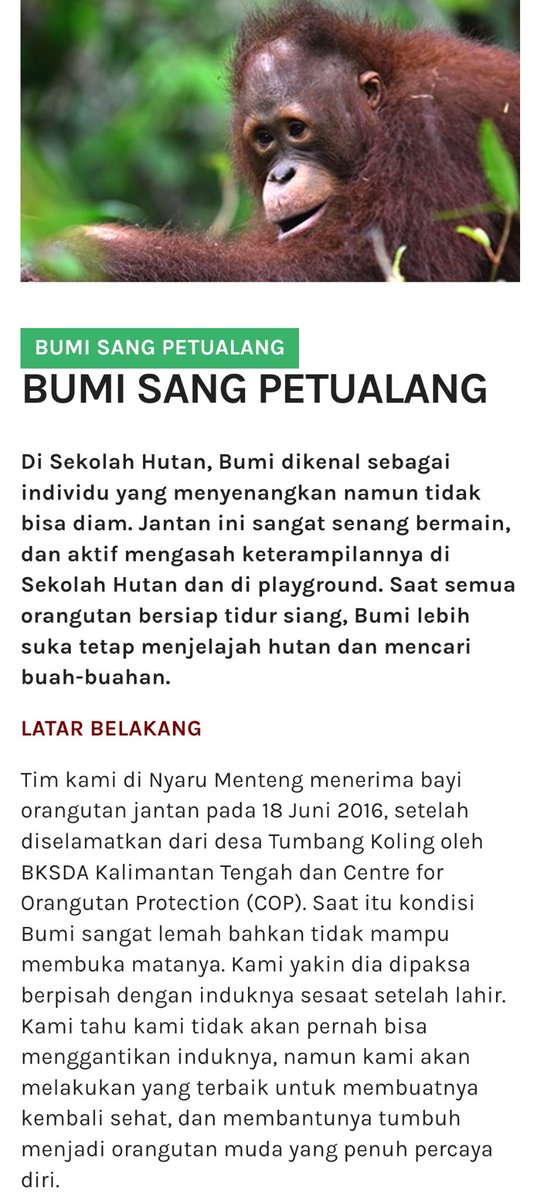 PJM_INA's tweet photo. PJM INA has adopted an Orangutan named "Bumi Sang Petualang" from BOS Foundation to celebrate the success of #JIMIN's album 'MUSE' and title track 'Who' ☺️

Keep on streaming and buying 🫶

#Jimin_Who #Jimin_MUSE https://t.co/dazOfCtCdt