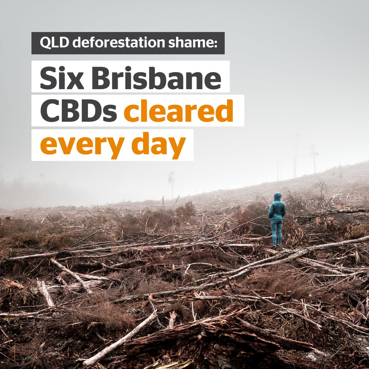 Australia has one of the worst deforestation rates in the developed world.

We’re calling on the big supermarkets to end deforestation in their supply chains. 

acf.to/3LOQs8t  

#auspol