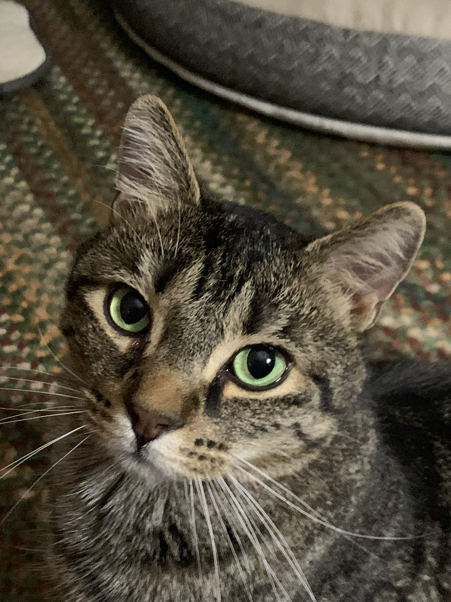 GriffethHannah's tweet image. What I like to do is go AWOL from this app and then come back and post pictures of my cats so nobody forgets what they look like