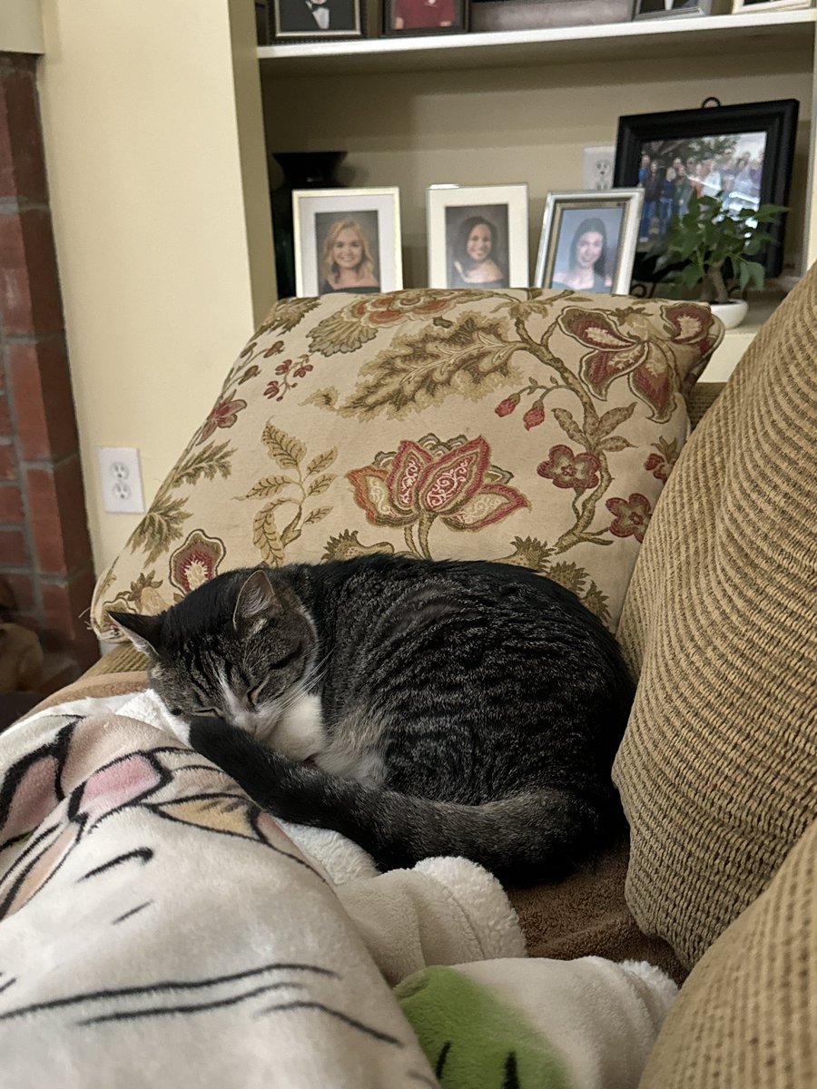 GriffethHannah's tweet image. What I like to do is go AWOL from this app and then come back and post pictures of my cats so nobody forgets what they look like