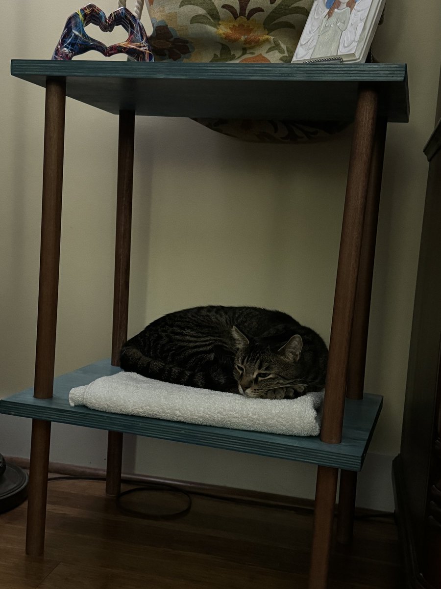 GriffethHannah's tweet image. What I like to do is go AWOL from this app and then come back and post pictures of my cats so nobody forgets what they look like