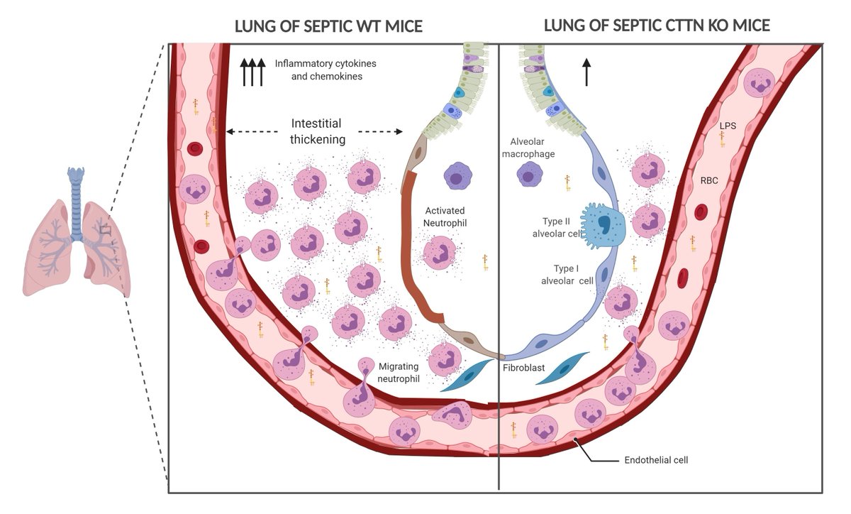 Biomedicines MDPI tweet media