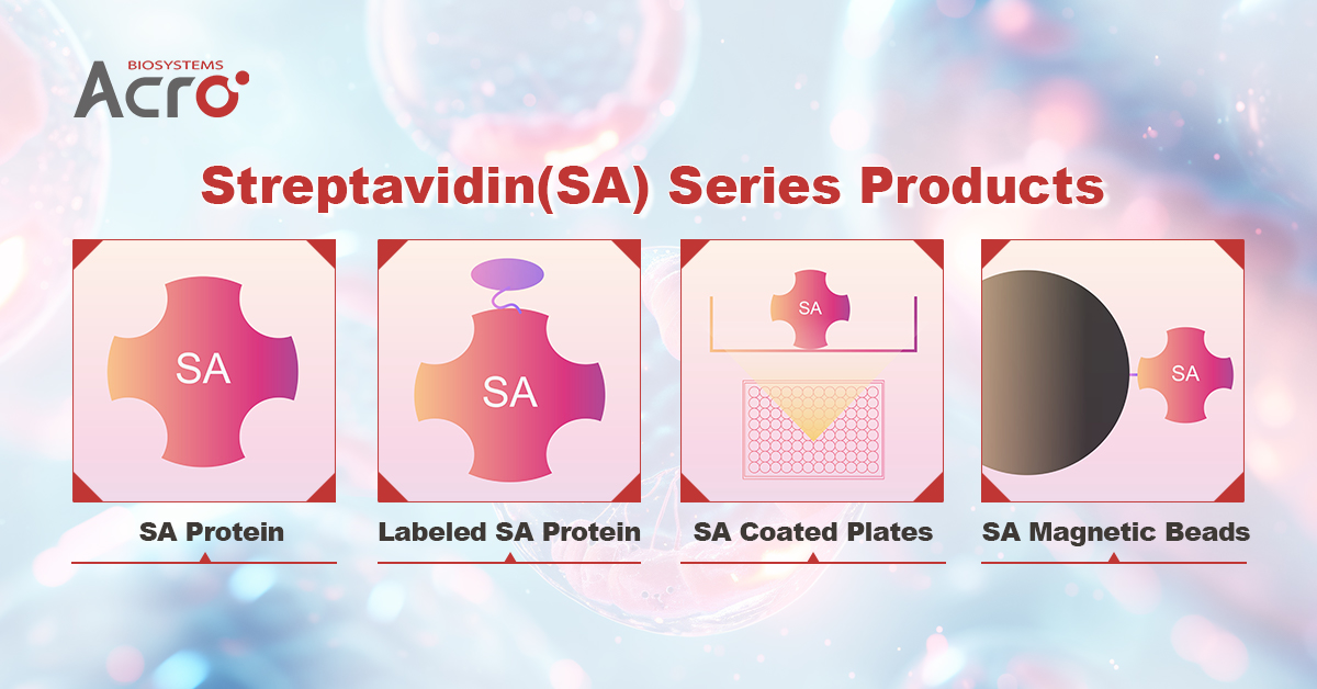 Streptavidin (SA), as a widely used signal amplification reagent, boasts unique binding specificity, high affinity, and exceptional stability, enabling it to form robust complexes with biotinylated probes or antibodies.  Click:  acrobiosystems.com.cn/A1670-Streptav…