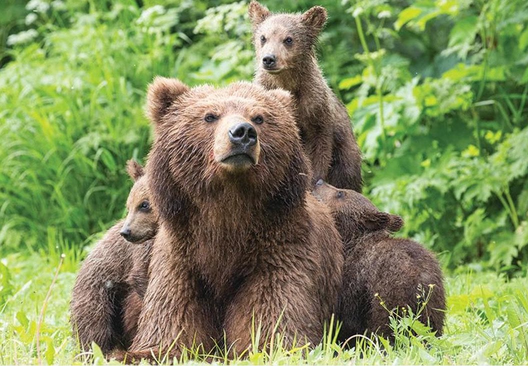 A mente fredda, il giorno dopo. L'obiettivo di questa storia è la convivenza tra due specie, orso bruno e homo sapiens. Il destino di un singolo esemplare non conta, almeno non quanto la possibilità di un equilibro a lungo termine tra comunità umana e popolazione di orsi. Questa