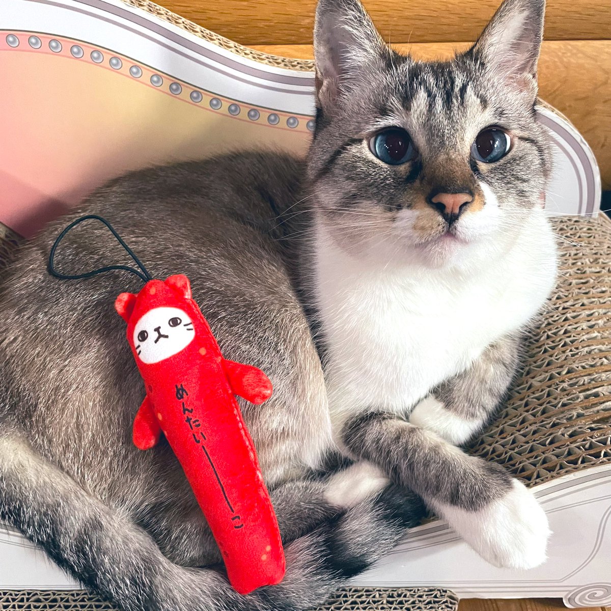 週末に九州に行く用事があったので、「のびねこ」が増えました。 のび