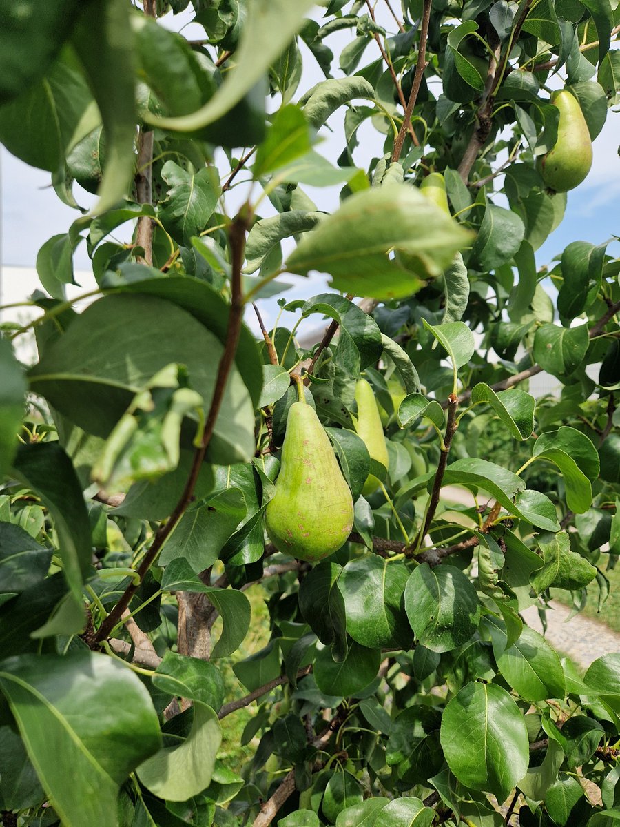 Summer is in full swing ☀️🌻

During the remodelling process, most of the surface was unsealed and replaced by gravel lawn for parking spaces and several trees, plants and flowers 🌳🌹🍐🍇

Learn more about #sustainability at Marinomed ➡️marinomed.com/en/investors-e…

#oceanofideas