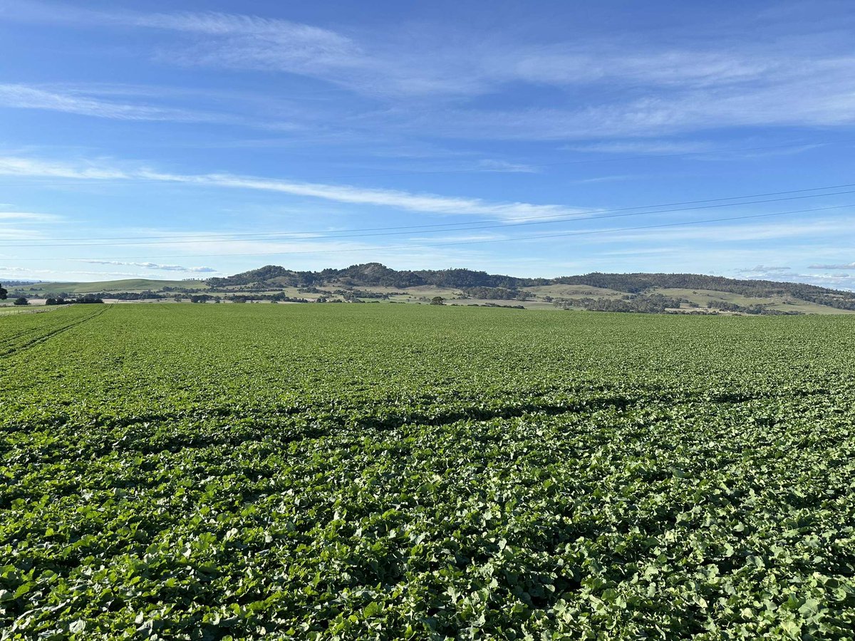 AltoraBallarat's tweet photo. Canola 45Y95 about to run up. Amazing how much biomass it was able to produce with some dry months. 209mm since spreading Metakill and the bait is still holding up well. @Imtrade @pioneerseedsau https://t.co/25DcwHEQZK