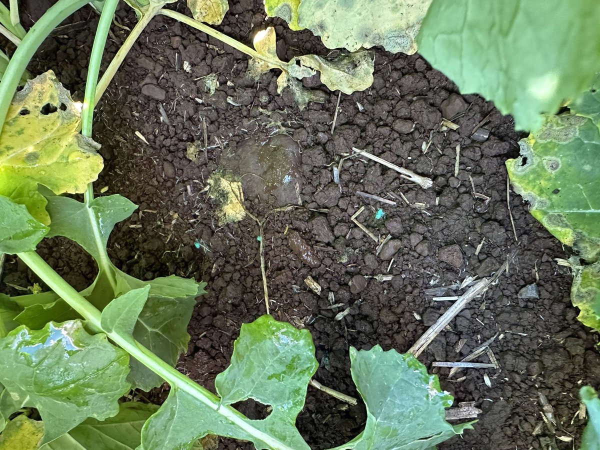 Canola 45Y95 about to run up. Amazing how much biomass it was able to produce with some dry months. 209mm since spreading Metakill and the bait is still holding up well. <a href="/Imtrade/">Imtrade CropScience</a> <a href="/pioneerseedsau/">Pioneer Seeds - Australia</a>