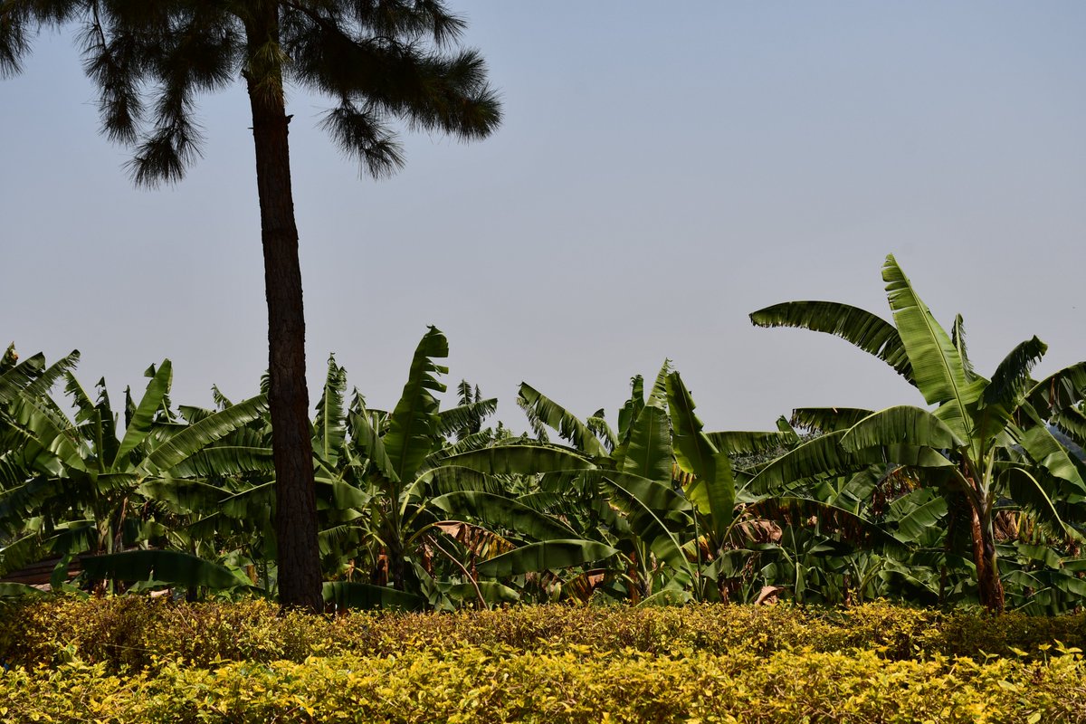 VVOBinUganda's tweet image. We are excited to share the impact of the CPD training by LEAP! Naigaga and Kijaguzo Willino from Mubende Army S. S. have integrated project-based learning into the curriculum, leading to amazing student initiatives! 🌟 #EducationTransformation #LEAPTraining