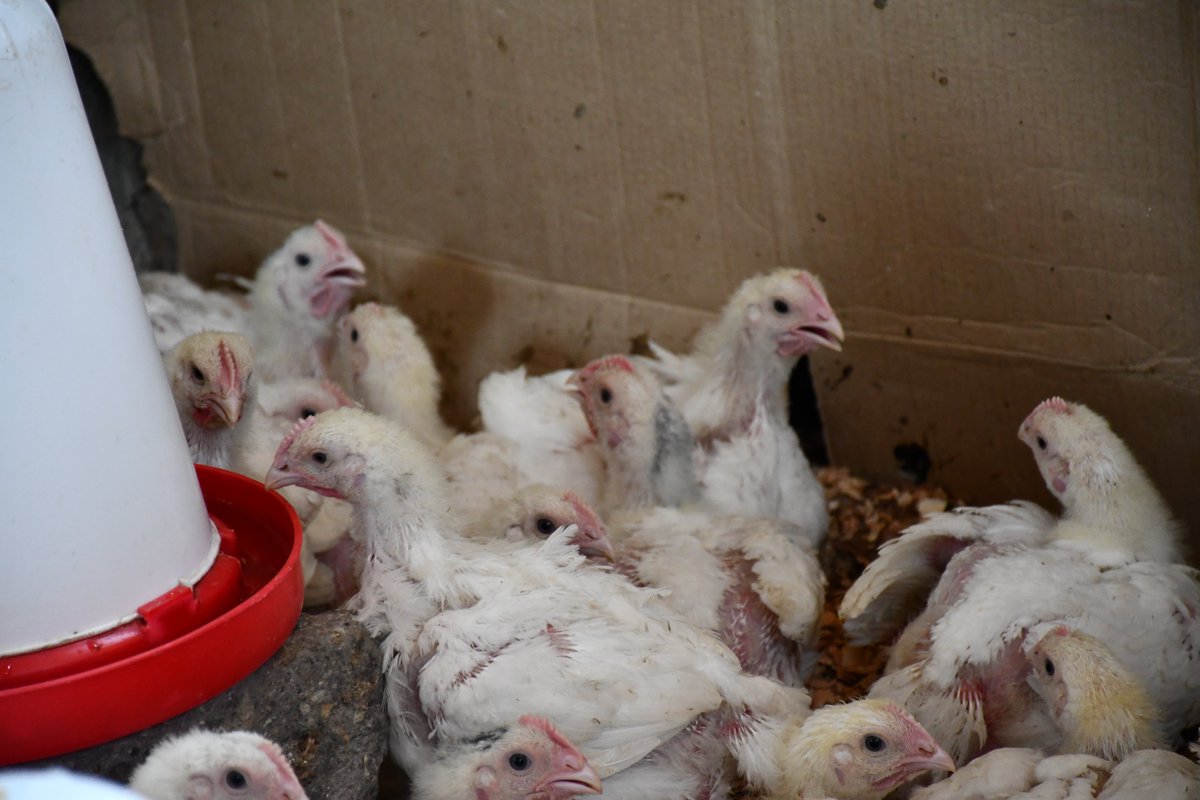 VVOBinUganda's tweet image. We are excited to share the impact of the CPD training by LEAP! Naigaga and Kijaguzo Willino from Mubende Army S. S. have integrated project-based learning into the curriculum, leading to amazing student initiatives! 🌟 #EducationTransformation #LEAPTraining