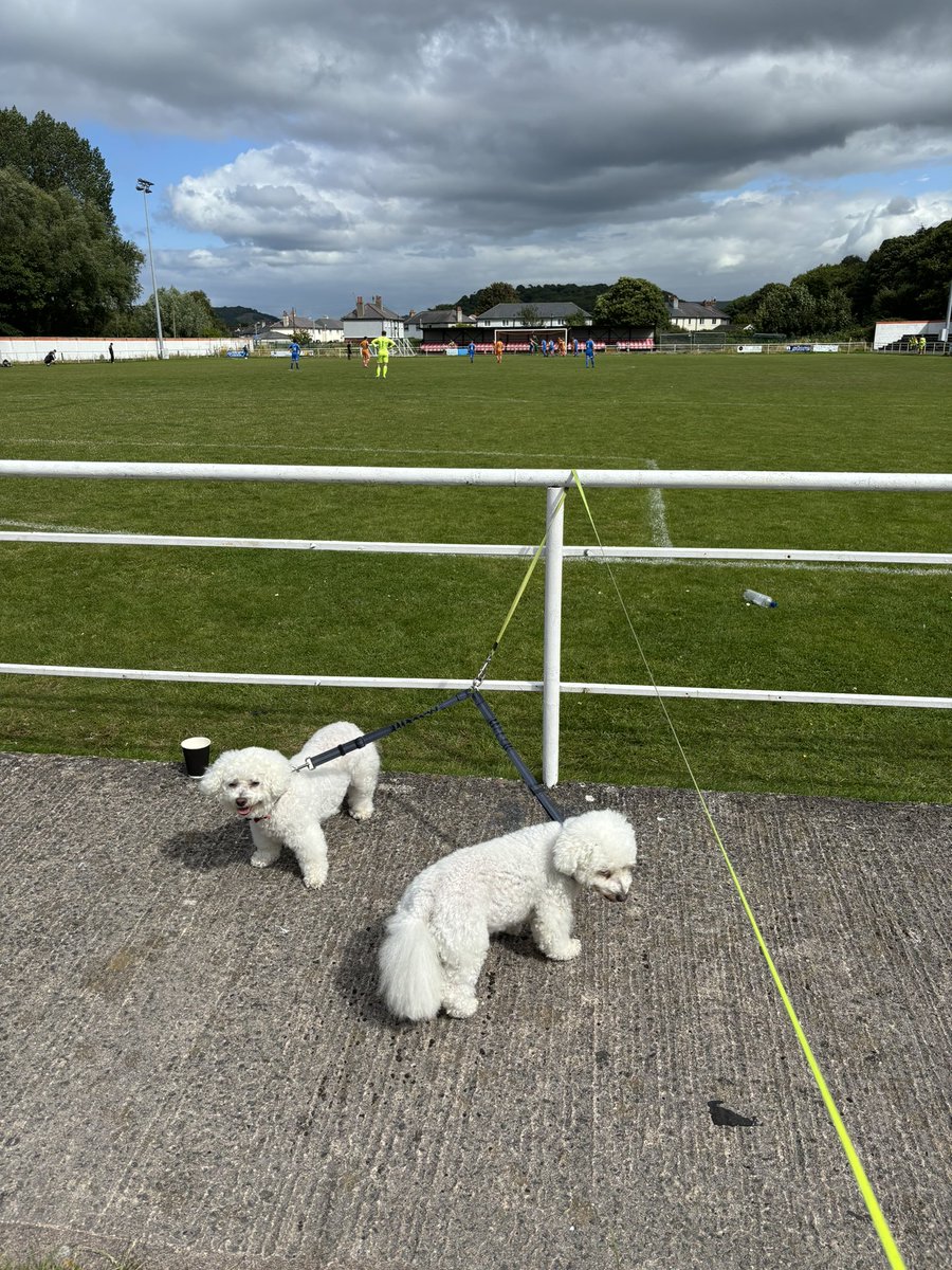 Ian Saunders (@cwrwgwrw) on Twitter photo Milou & Snowy taking in some Welsh Cup action <a href="/ConwyBoroughFC/">Conwy Borough FC ๐ณ๏ธโ๐</a> Vs <a href="/fc_meliden/">Meliden FC</a> <a href="/nonleaguedogs/">nonleaguedogs</a> Milou & Snowy taking in some Welsh Cup action <a href="/ConwyBoroughFC/">Conwy Borough FC ๐ณ๏ธโ๐</a> Vs <a href="/fc_meliden/">Meliden FC</a> <a href="/nonleaguedogs/">nonleaguedogs</a>