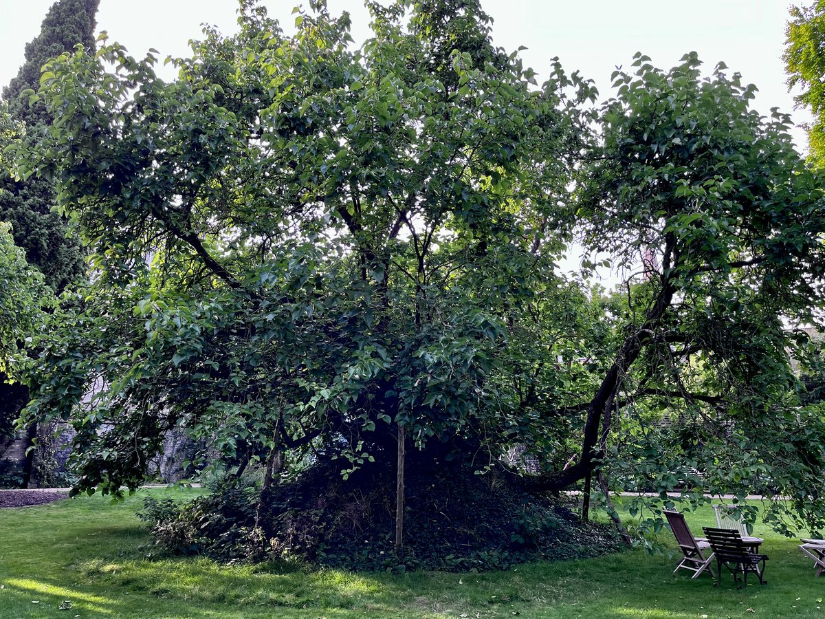 London Mulberries tweet media