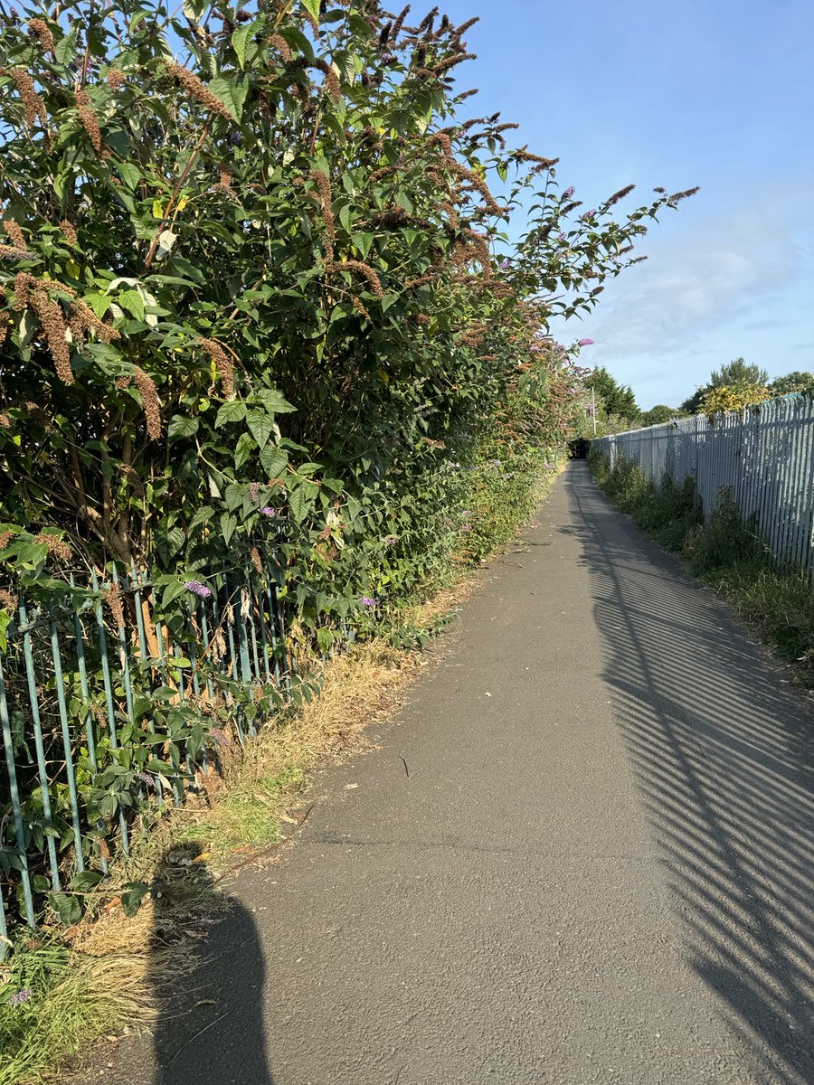 Hi ⁦<a href="/edinhelp/">Edinburgh Council Help</a>⁩ - any chance you could please cut back this hedge on St Marks path between the park and Broughton Road please?