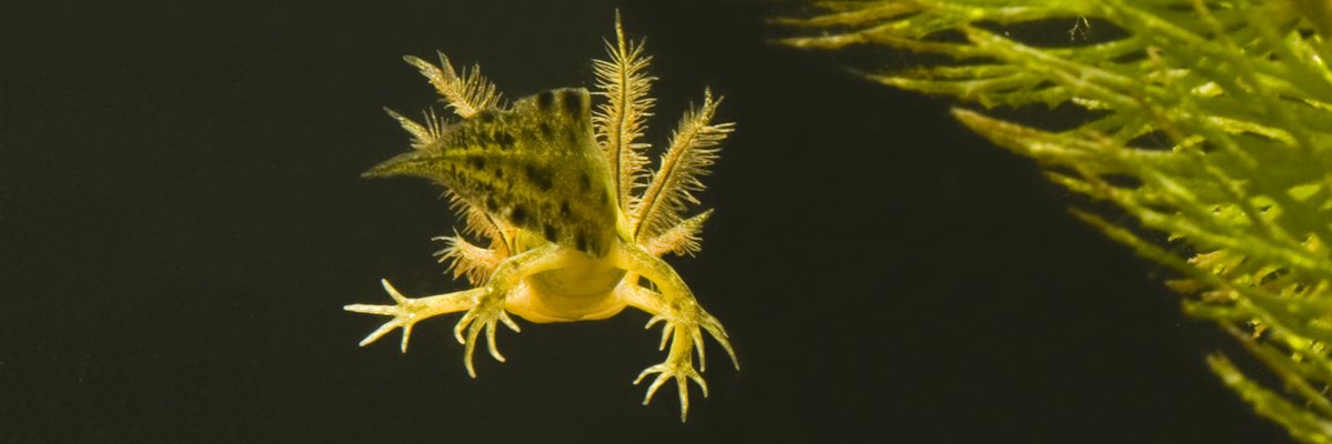 Larven van watersalamanders hebben grote uitwendige kieuwen. Deze kamsalamanderlarf is  herkenbaar aan de lange tenen en onregelmatige zwarte vlekken op de staart. (© B.  Geutskens)