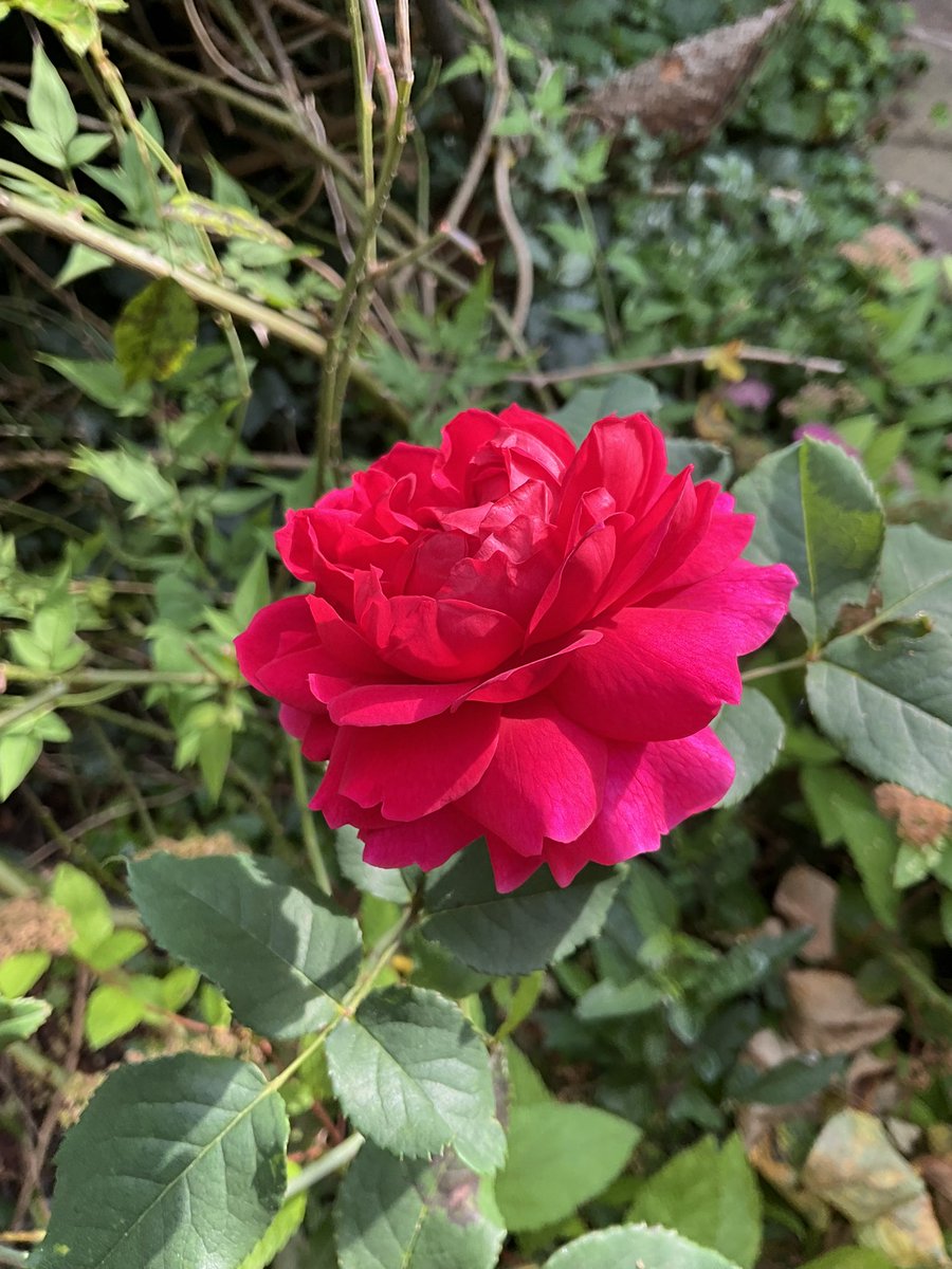 Kathryn Lavery (She/Her)💙 tweet media