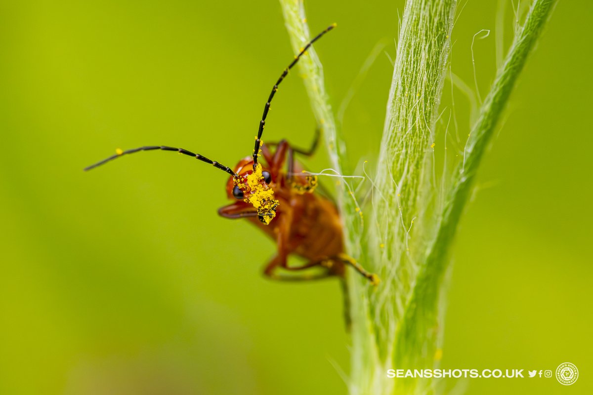 seansshots's tweet photo. When you get you dinner all over you face. Red Soldier Beetle in my garden #closertonature #manxnature #redsoldier #beetle #bugphotography #macro #nikonz9 #nikon #ThePhotoHour https://t.co/3es0qtTmtL