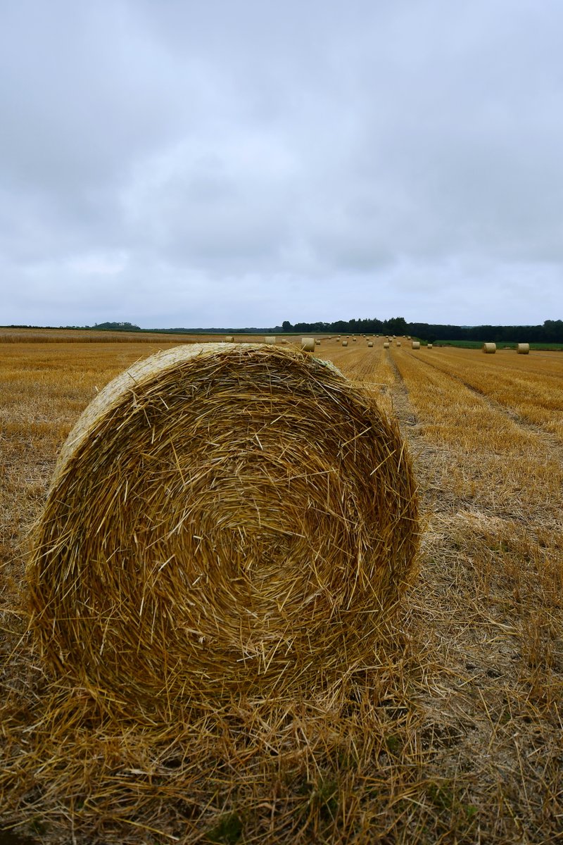 早い畑では麦の収穫が終わっていました
麦稈ロールがコロコロ、北海道らしい風景です🚜
＃網走　＃ばっかんロール