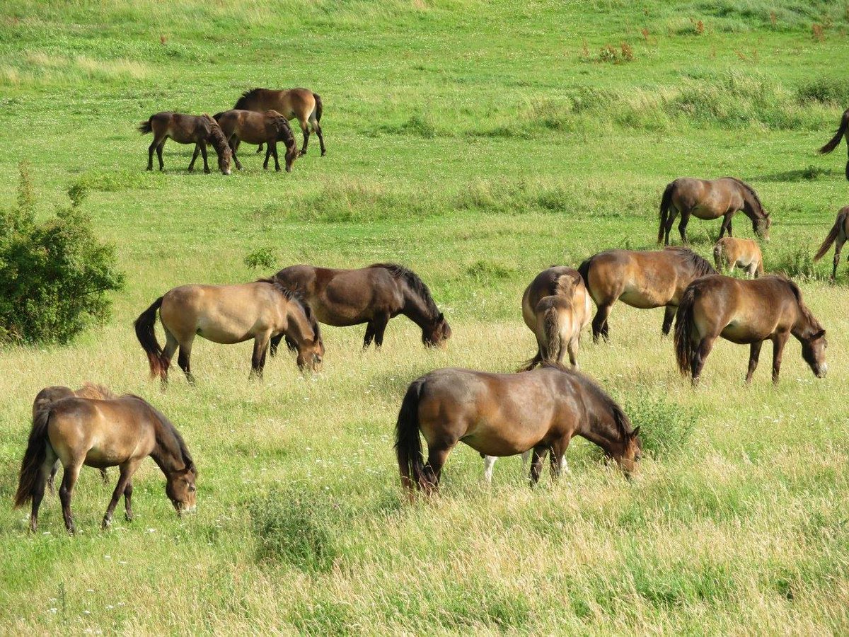 JCSvenning's tweet photo. Interested in #horses - check our study on how the last originally-wild horses lived in Denmark & NW Germany https://t.co/VDXM1EUVO9🐎🌿🐴👣#wildhorses #feralhorse #equusferus #equus #stableisotopes #toothwear #Holocene #megafauna https://t.co/yqvYH6LuHs