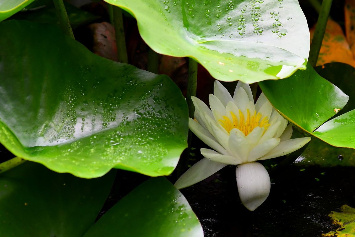ハスの花を見に行ったんですが葉っぱが茂りすぎてあまり見れませんでした
まぁ葉影の花も風情があってよいか…
それよりも手間を惜しまずPLを使わないとねぇ😨
＃蓮の花　＃博物館網走監獄　＃網走