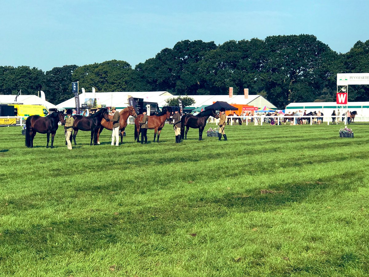 NFDispatch's tweet image. Day two of the @NewForestShow let’s go! 😃 📷 📰 

#newforest #newforestshow