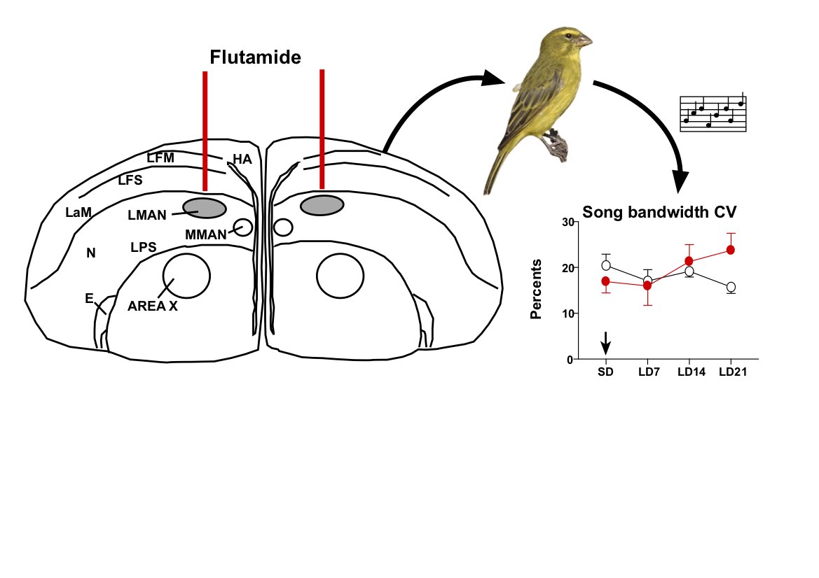 The last piece of Beau Alward’s work in Greg Ball’s lab investigating brain sites of androgen action on song structure in canaries is now out. Blocking testosterone action in LMAN increases acoustic song variability. Pdf  freely available until 7/19.
See: authors.elsevier.com/a/1jWTs,QxXoKLJ