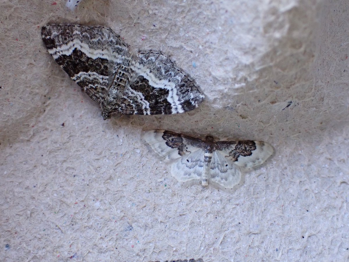 New moth for the Shrewsbury garden last night and perhaps new for Shropshire, Least Carpet. Not seen one for quite a while! Very small cf the Common Carpet. #mothsmatter <a href="/BC_WestMids/">West Midlands Butterfly Conservation</a>