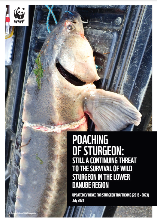 WWFinCzechia's tweet photo. 🚨Upozornění: Alarmující nárůst obchodu s jeseterem v dolním Podunají🐟

Nová zpráva @WWFCEE potvrzuje naléhavou potřebu řešit nelegální lov a obchodování s jesetery v oblasti dolního Dunaje. V letech 2016 až 2023 bylo zaznamenáno 395 případů. Více:

🔗https://t.co/BQjqJTvw9U https://t.co/5Uv6tYFFqW