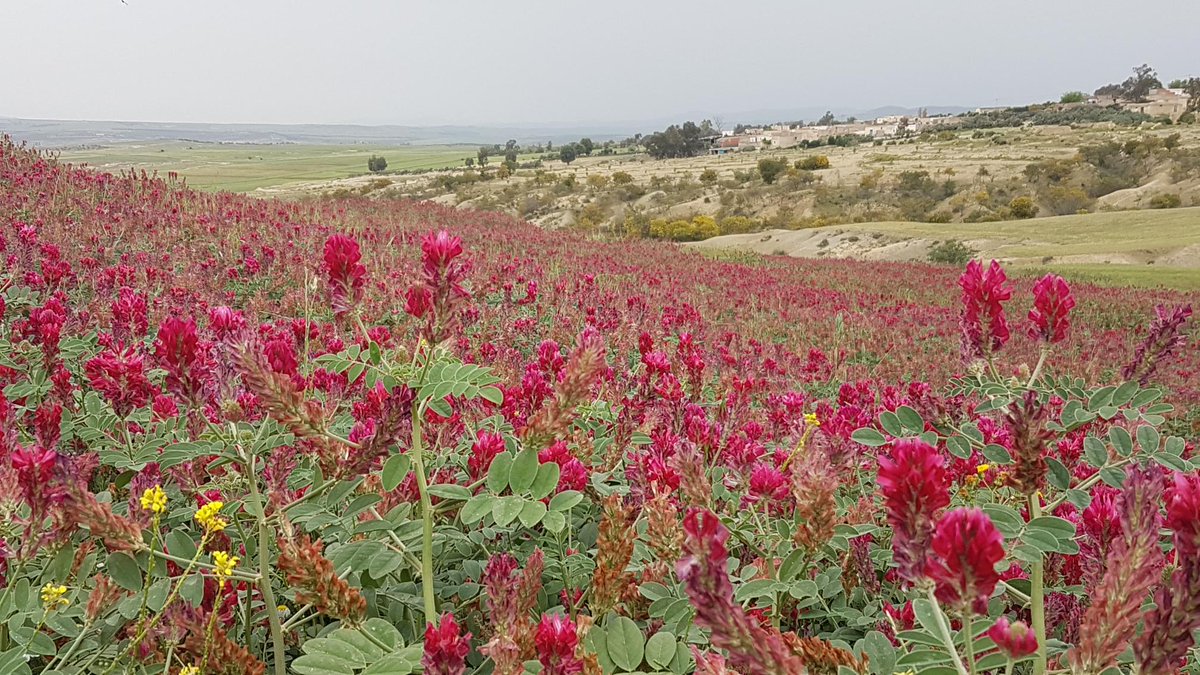 The new "Broadening Horizon" on Feedipedia is now available! Learn how to address feed gaps in arid and semi-arid areas through a Tunisian experience! feedipedia.org/content/addres……
<a href="/ILRI/">ILRI.org</a>
<a href="/ICARDA/">ICARDA</a>
<a href="/FAO/">Food and Agriculture Organization</a>
<a href="/Cirad/">Cirad</a>
<a href="/INRAE_DPT_PHASE/">INRAE PHASE</a>
<a href="/CIFOR_ICRAF/">CIFOR-ICRAF</a>
<a href="/ICRISAT/">ICRISAT</a>
<a href="/CGIARclimate/">CGIAR Climate Action</a>
<a href="/BiovIntCIAT_eng/">Alliance of Bioversity International and CIAT</a>
<a href="/CIHEAM/">CIHEAM</a>