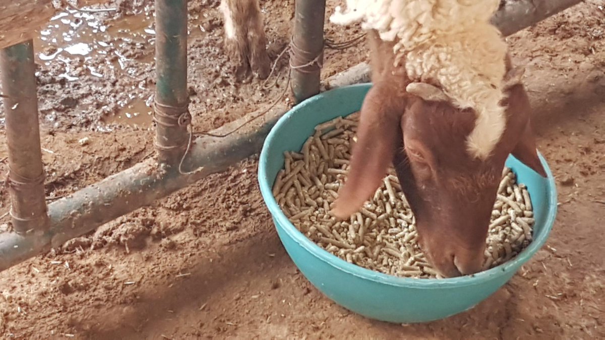 Feedipedia tweet media