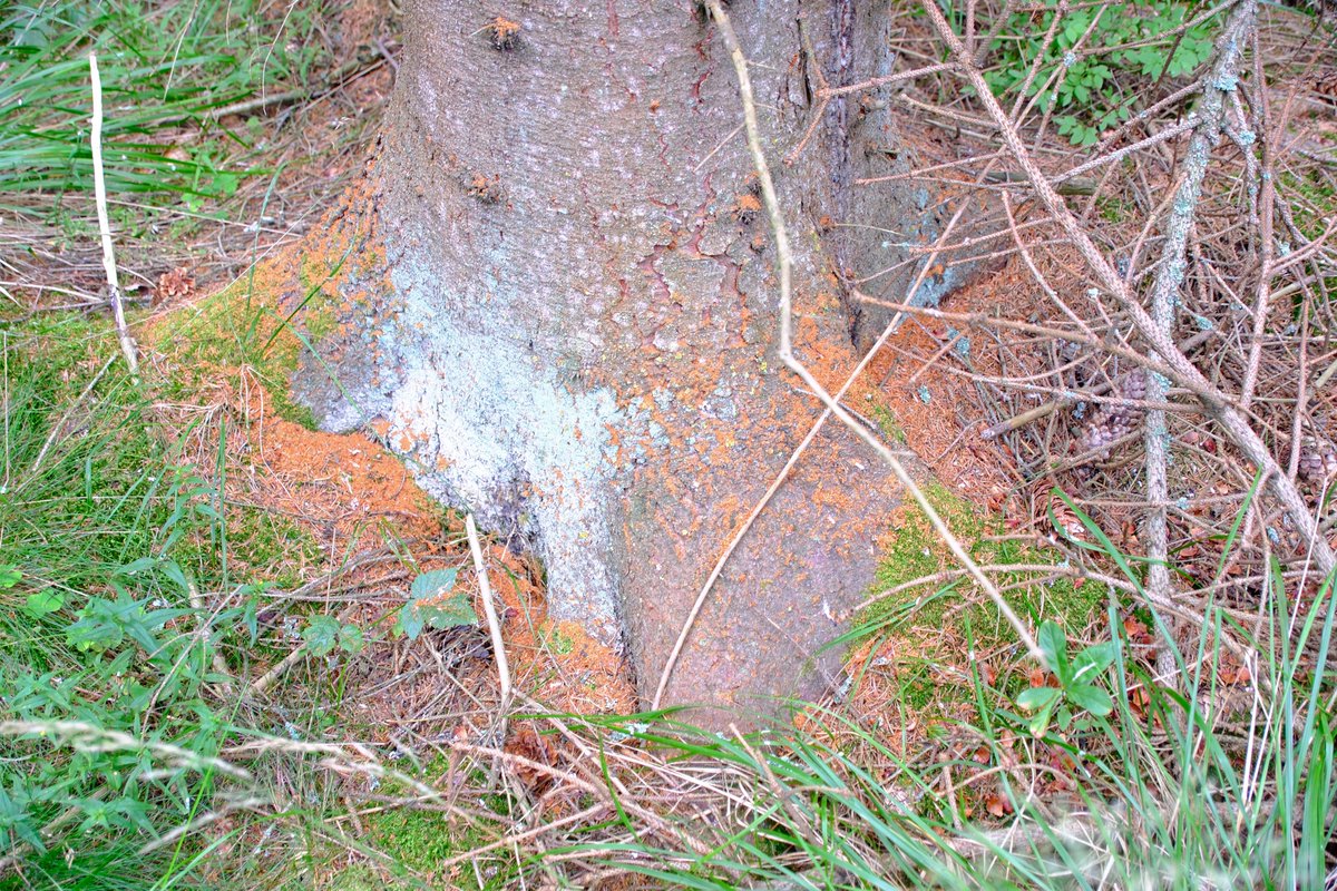 Kirjanpainajan valtaamat kuuset alkavat erottua maisemasta. Loppukesän uudet valtaukset sijaitsevat usein aivan lähistöllä ja ne tunnistaa parhaiten ruskeasta purusta kuusen tyvellä tai oksanhangoilla, latvusten ollessa vielä täysin vihreät. Tarkkailkaa! #MetuKKa #HiilestaKiinni