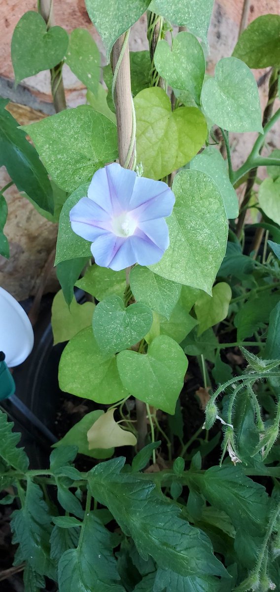Cynsin69L's tweet image. My morning glories are starting to bloom...I just think they are so pretty🖤🖤🖤💋🦇🖤🖤🖤🖤