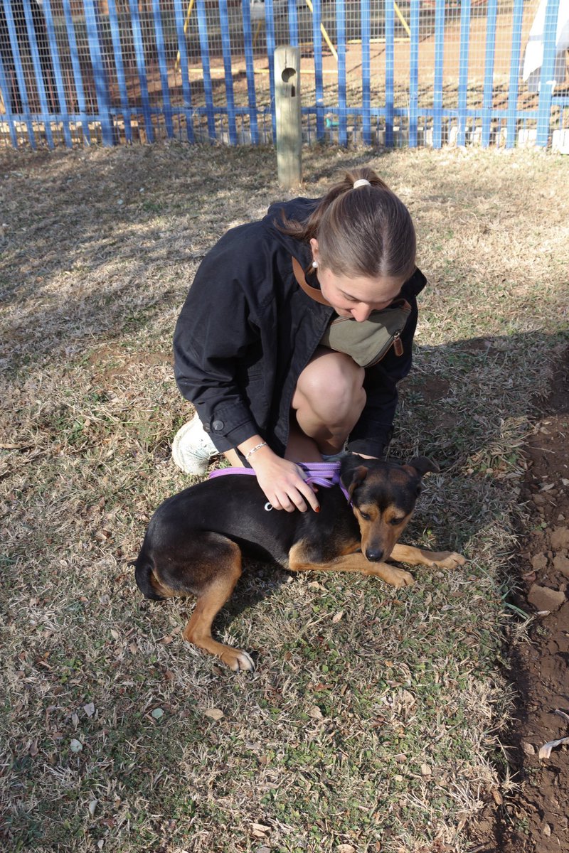 TrixieDames's tweet photo. 𝑷𝑨𝑾𝑺 

We got to spend some time with all the wonderful cats and dogs available for adoption🐈🐕.

Dit is bewys dat diere kan help om kortisol (ń stres hormoon) en bloeddruk te verlaag⤵️. 

✨Trix Trix Bellatrix 💫
#mynwu #NWU #trixtrix #bellatrixdaghuis https://t.co/ZtDfsvkTrr