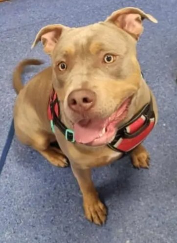 SheilaGarci2's tweet photo. @AdoptionsUk Please save #Keeva from being PTS 🙏🏽 https://t.co/tFoOdCiY45