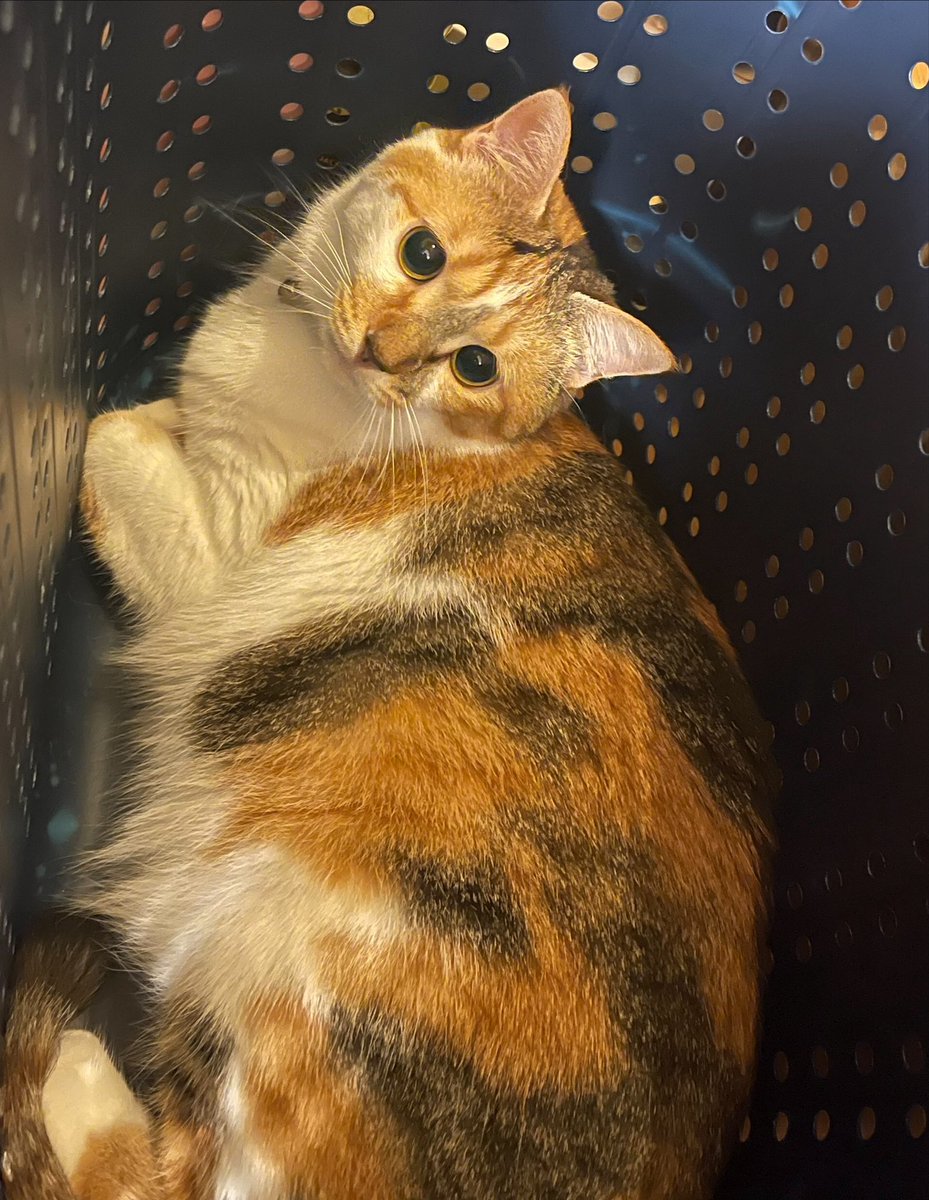 社員のねこちゃんを紹介します！
社員Mさんのねこちゃん「かぼすちゃん」です🐱💞
種類は三毛猫で、とても甘えん坊な末っ子！
チャームポイントはお顔周りの毛なとっても可愛い猫ちゃんです🤍🤍

#サンシーア
#採用 
#25卒
#中途採用
#猫