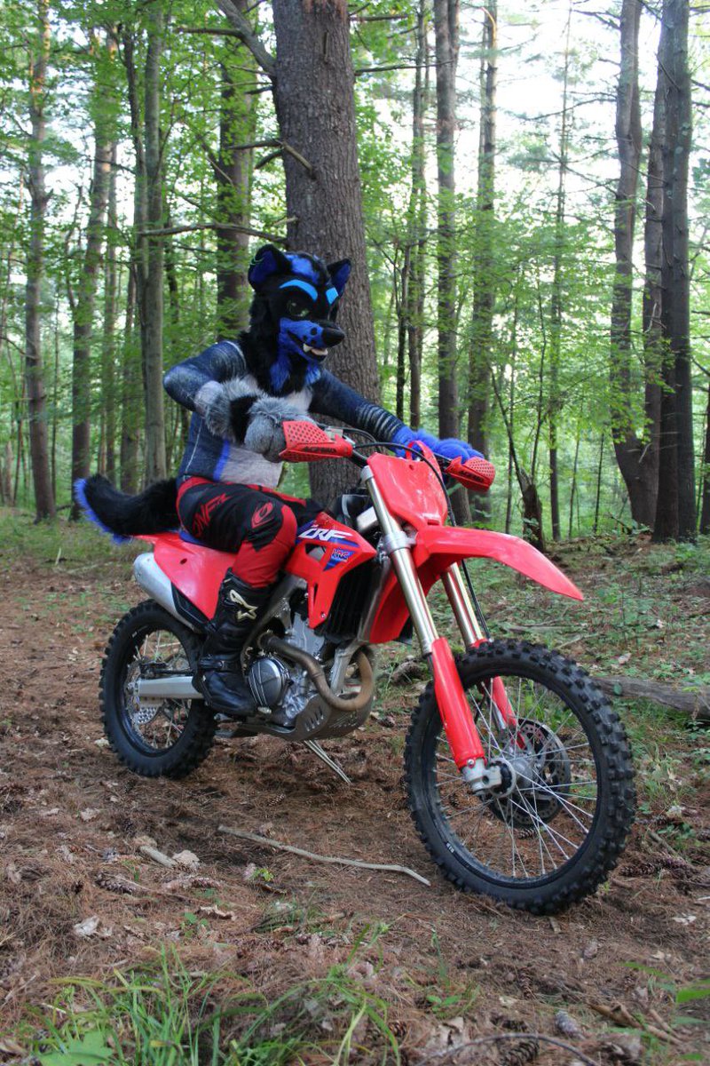 TourQ Fluffy Blue Doggo (@tourqk9) on Twitter photo A lovely stroll through the woods. With the big bad dog! A lovely stroll through the woods. With the big bad dog!